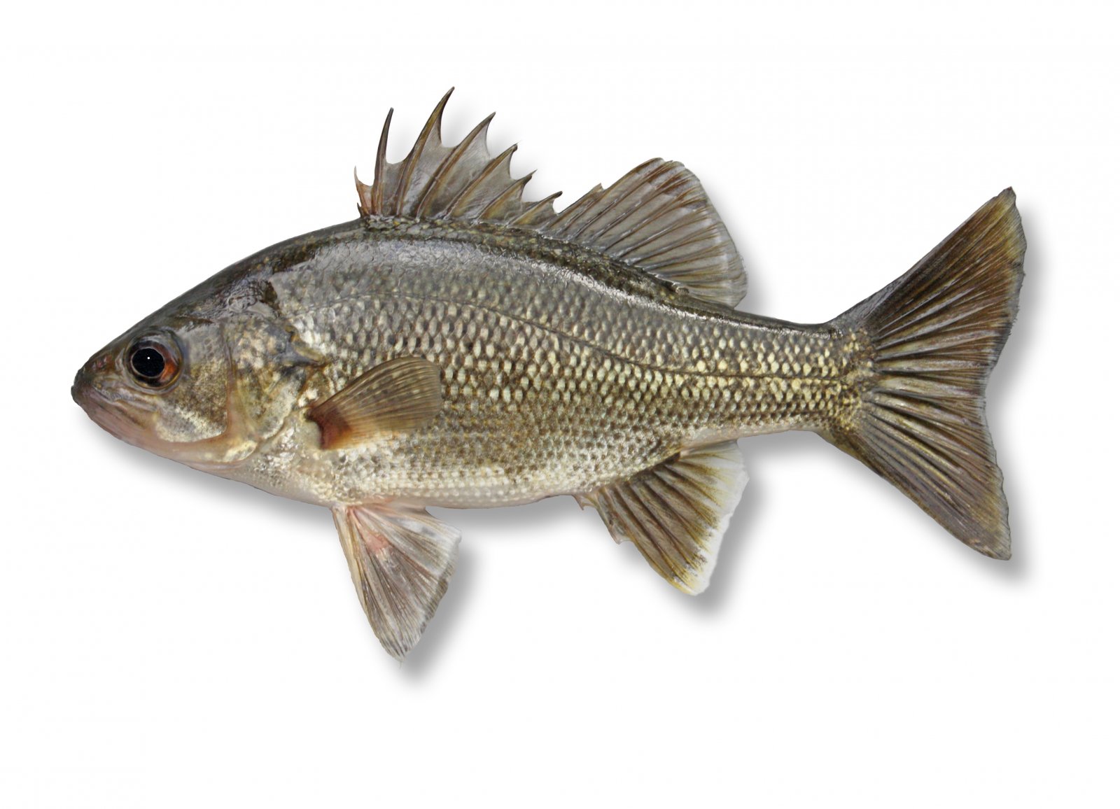 Qld Fish Identification Chart